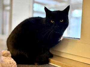 Bild vergr&ouml;&szlig;ern: Geronimo