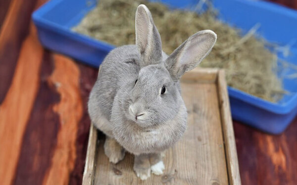 Tier-der-Woche--Cheddar