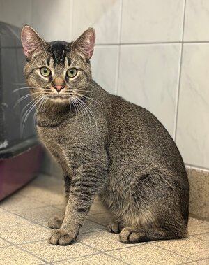 Bild vergr&ouml;&szlig;ern: Nepomuk