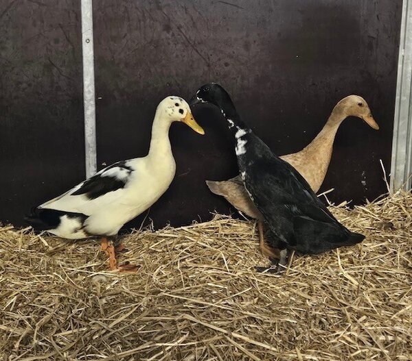 Tier der Woche - Drei Laufenten