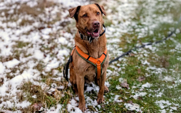 Tier-der-Woche---Nandoo