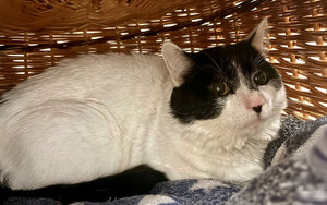 Bild vergr&ouml;&szlig;ern: Freddy