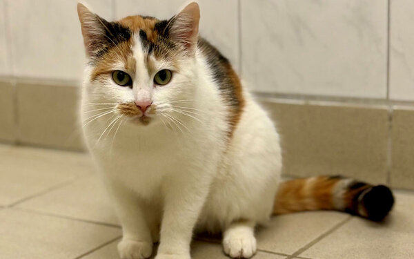 Tier-der-Woche---Hina