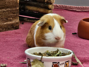 Bild vergr&ouml;&szlig;ern: 3674_11014_1_m