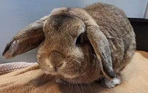 Bild vergr&ouml;&szlig;ern: Harald