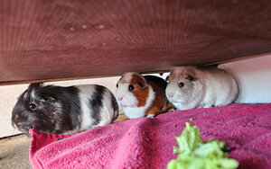 Bild vergr&ouml;&szlig;ern: Toto,-Peppa-und-Cookie