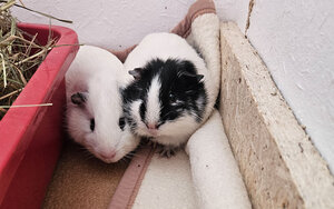 Bild vergr&ouml;&szlig;ern: Ribbey-und-Snowflake