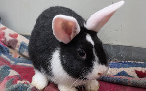 Bild vergr&ouml;&szlig;ern: Gnocchi