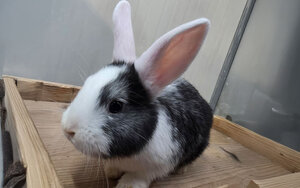 Bild vergr&ouml;&szlig;ern: Ravioli