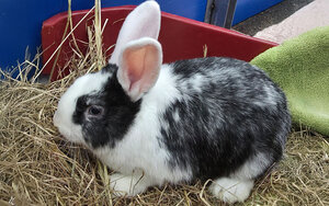 Bild vergr&ouml;&szlig;ern: Farfalle