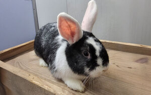 Bild vergr&ouml;&szlig;ern: Fusilli