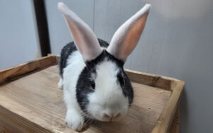 Bild vergr&ouml;&szlig;ern: Maccheroni