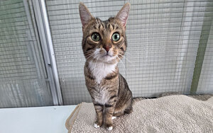 Bild vergr&ouml;&szlig;ern: Pong