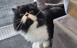 Bild vergr&ouml;&szlig;ern: Merlin