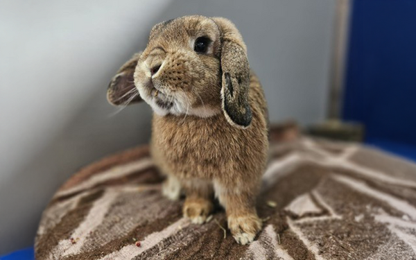 Tier-der-Woche---Harald