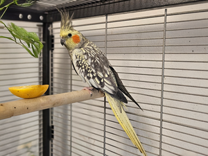 Bild vergr&ouml;&szlig;ern: Zomer