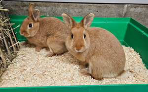 Bild vergr&ouml;&szlig;ern: Fredi-und-Bibi