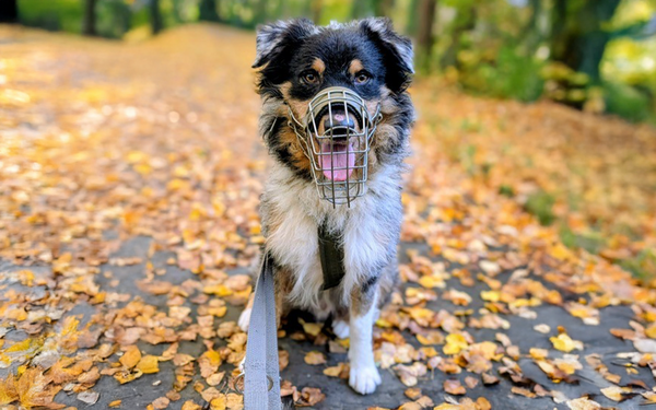 Tier-der-Woche---Pumba