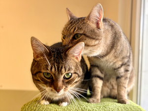 Bild vergr&ouml;&szlig;ern: Ping-und-Pong