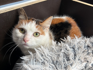 Bild vergr&ouml;&szlig;ern: ma