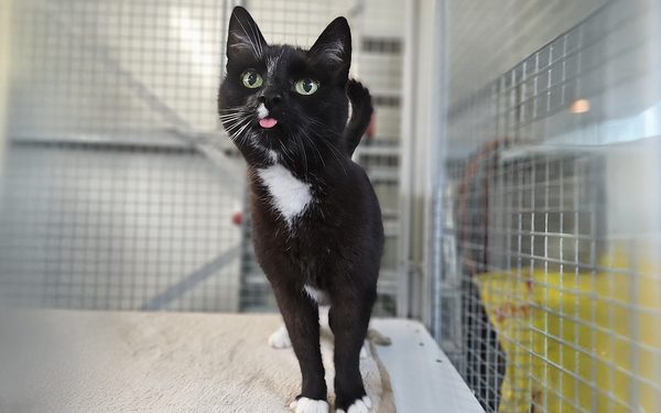 Tier-der-Woche_Pablo