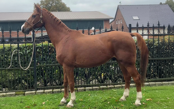 Fuchswallach-in-der-Vermittlung-Foto-Tierheim