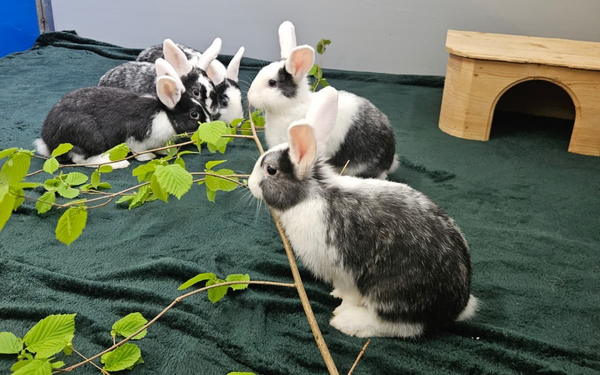 Tier-der-Woche---Fünf-Kaninchen