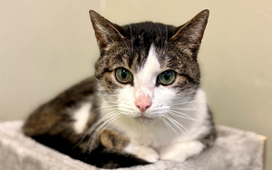 Bild vergr&ouml;&szlig;ern: schiffchen