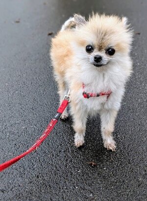 Bild vergr&ouml;&szlig;ern: Pippa