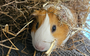 Bild vergr&ouml;&szlig;ern: Augustin