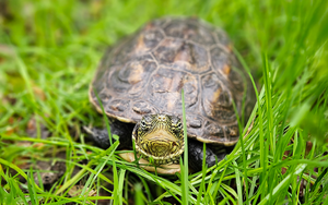 Bild vergr&ouml;&szlig;ern: Pisello