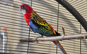 Bild vergr&ouml;&szlig;ern: Colorida