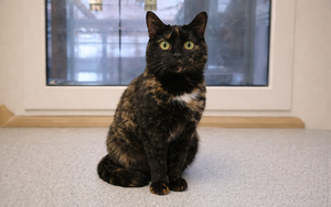 Bild vergr&ouml;&szlig;ern: ChatGPT-Image-2.-Apr