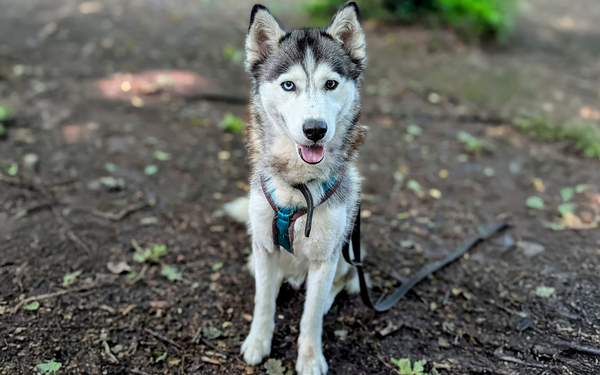 Tier-der-Woche---Nisha