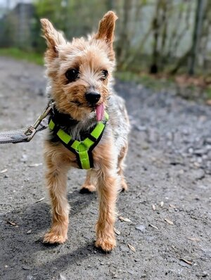 Bild vergr&ouml;&szlig;ern: Elvis