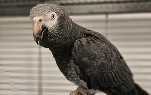 Bild vergr&ouml;&szlig;ern: Coco