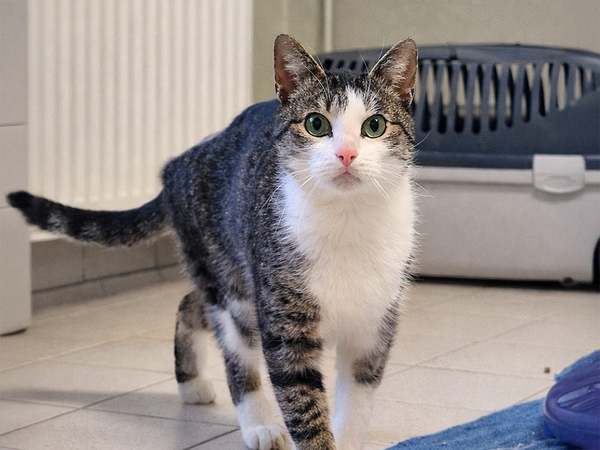 Tier-der-Woche---Schiffchen