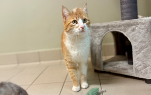 Bild vergr&ouml;&szlig;ern: Albina