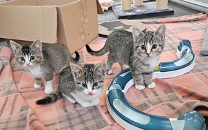 Bild vergr&ouml;&szlig;ern: 3-Kitten