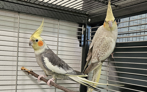 Bild vergr&ouml;&szlig;ern: Cookie-und-Bingo