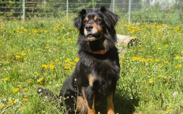 Tier-der-Woche---Gulliver