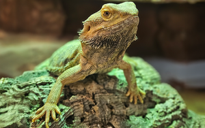 Bild vergr&ouml;&szlig;ern: Cera