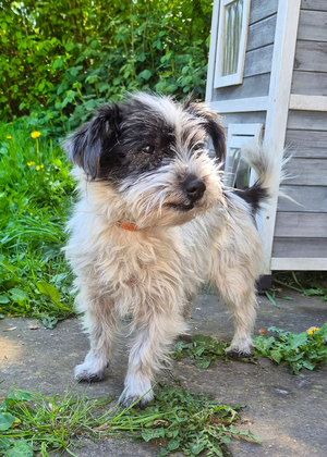 Bild vergr&ouml;&szlig;ern: Darla