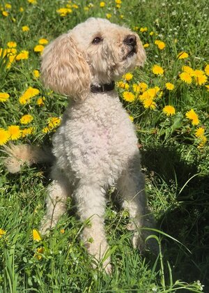 Bild vergr&ouml;&szlig;ern: Sammy