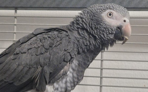 Tier-der-Woche---Coco