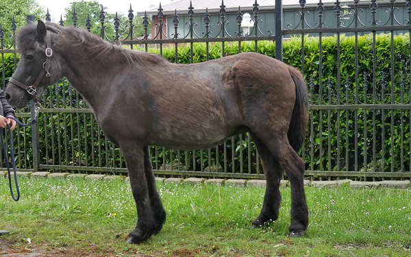 Schwarzes-Pferd