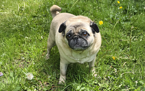 Bild vergr&ouml;&szlig;ern: Pugsley