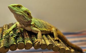 Bild vergr&ouml;&szlig;ern: Chomper