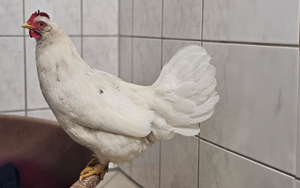 Bild vergr&ouml;&szlig;ern: Huhn