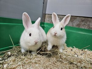 Bild vergr&ouml;&szlig;ern: cinnamon und sugar